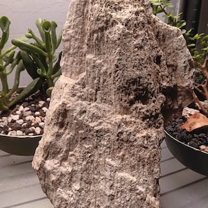 Roca de coral fosilizada grande de 10 libras / Ejemplar fósil oceánico natural / Piedra de exhibición con textura única / Decoración marina antigua / Acuario o jardín