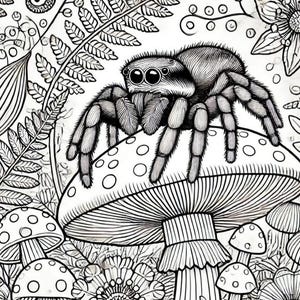 Jumping Spider Coloring Pages (8 Total Pages)!