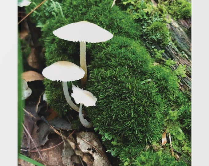 Mushroom Botanical Vertical Photo Wall Art Print, Nature Decor for Plant Lovers, Office, Teen Room, Earth Day Gift