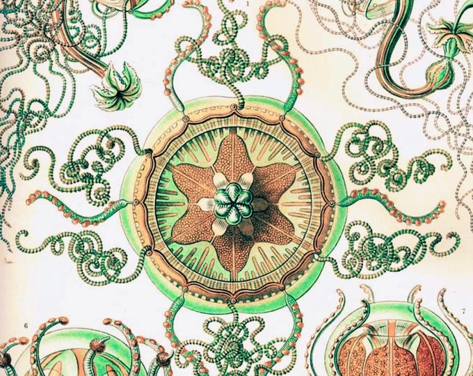 Unique Art, Ernest Haeckel Paint by Number Kit: Trachomedusae Canvas Art, Framed or Frameless Kit