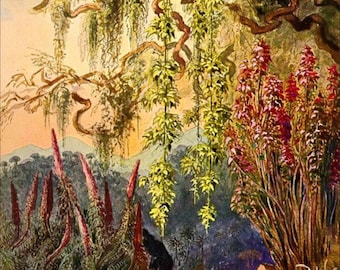 Nillu Bushes Paint by Number Kit: Ceylon Highlands Art with Frame