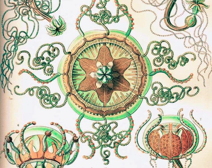 Paint by Number, Ernest Haeckel, Framed Paint by Numbers Kit for Adults with Stand, Painting, Trachomedusae by Haeckel, Includes Everything!
