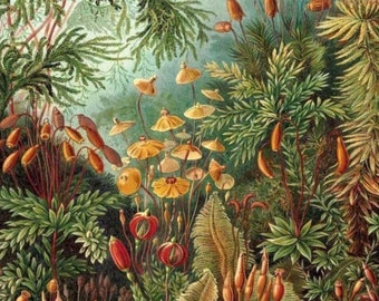 Paint by Number, Ernest Haeckel, Framed Paint by Numbers Kit for Adults with Stand, Muscinae, Sea Plants by Haeckel, Includes Everything!