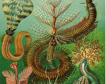Paint by Number, Ernest Haeckel, Framed Paint by Numbers Kit for Adults with Stand, Painting,  chaetopoda by Haeckel, Includes Everything!