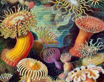 Ernest Haeckel Sea Creatures Paint by Number Kit - Framed Canvas Art