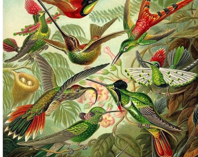 Hummingbirds Paint by Number Kit: Framed Canvas Art with Stand or Frameless Kit