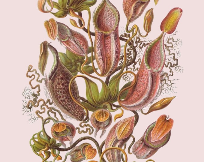 Ernest Haeckel: Tropical Pitcher Plants Paint by Number Kit (Framed Option)