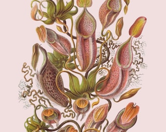 Haeckel's Nepenthes Art Puzzle: Vintage Botanical Jigsaw, Oak Wood