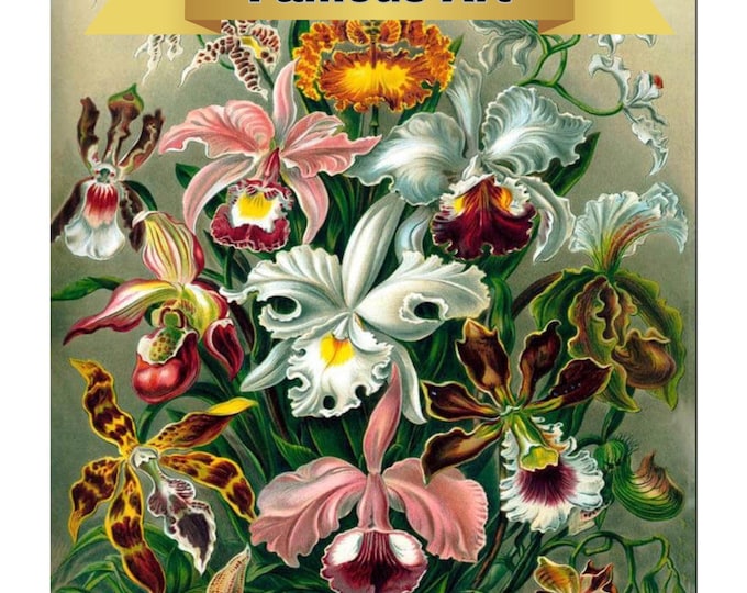 Paint by Number, Ernest Haeckel, Framed Paint by Numbers Kit for Adults with Stand, Painting, Orchidae by Haeckel, Includes Everything!