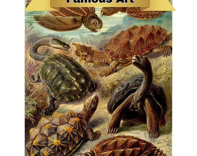Paint By Number, Turtle (Chelonia) by Haeckel, Framed Paint by Numbers Kit, Adults Kit, Includes Everything! FREE SHIPPING !