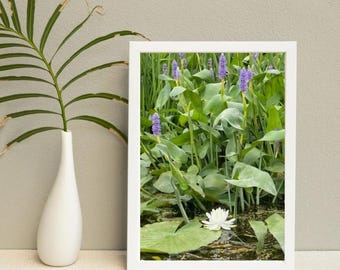 Fine Art Posters, Lily pads Serene Water Landscape, Nature Print Wall Art Home Decor, Botanical Poster Gift, Greenery Artwork, Modern