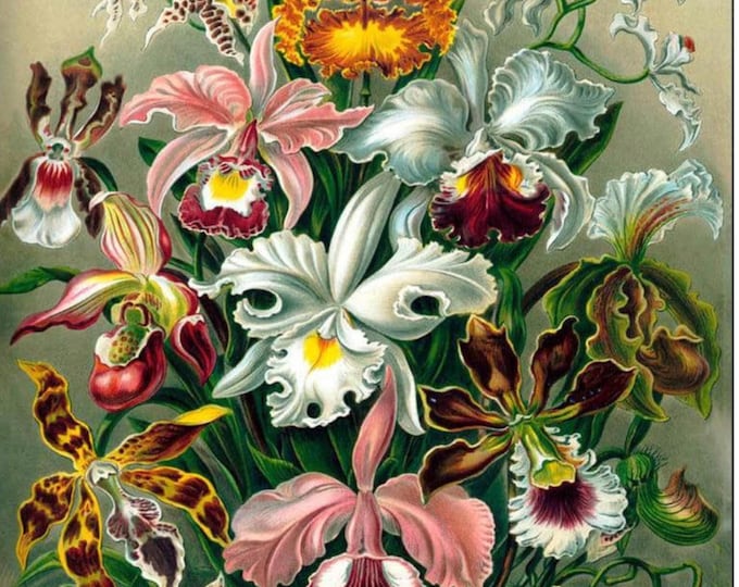 Orchidae Vintage Art Puzzle by Haeckel: Oak Wood Jigsaw, 500 or 1000 Pieces