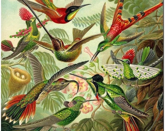 Hummingbird Puzzle: Haeckel Vintage Art, Oak Wood Jigsaw