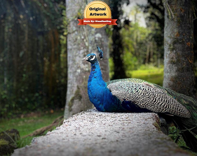 Paint by Numbers, Original Photo from The Big Island Hawaii of a Brilliant Blue Peacock Resting, Paint by Number Kit, Painting of a Peacock.