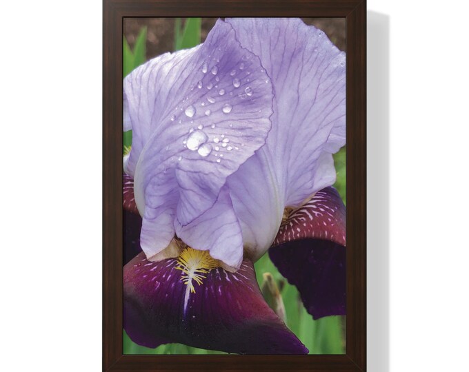Vibrant Purple Iris Giclée Photo Wall Art for Nature Lovers - Museum Quality Print, Cleanliness, Gardening Gift, Framed Vertical Decor