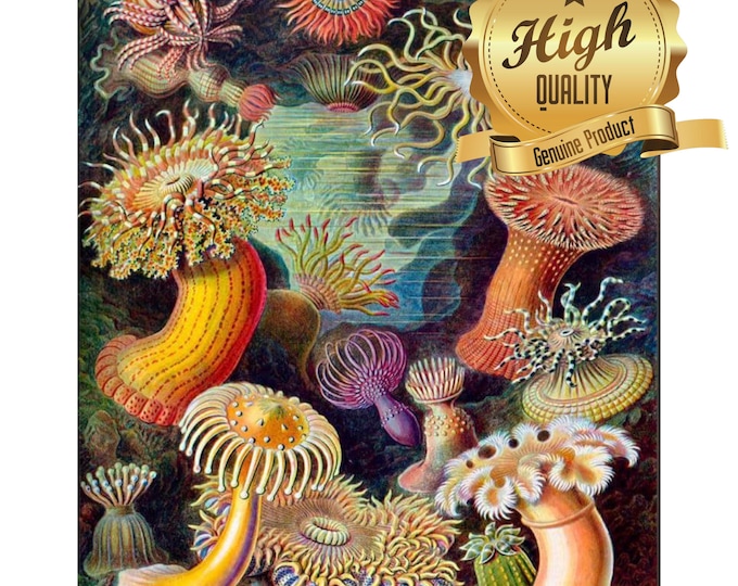 Puzzle, Sea Creatures by Haeckel, 500 Pieces, 1000 Pieces, Unique Jigsaw, Family, Adults, Oak Wood Puzzle, Vintage Art Puzzle