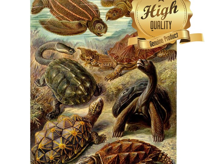Puzzle, Turtle (Chelonia) by Ernest Haeckel, 500 Pieces, 1000 Pieces, Unique Jigsaw, Family, Adults, Oak Wood Puzzle, Vintage Art Puzzle