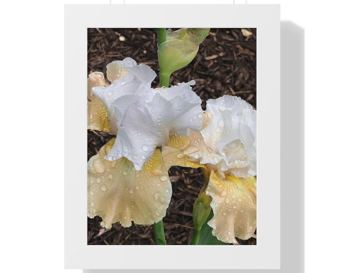Yellow and White Iris Photo Wall Art, Floral Decor, Museum Quality Giclée Print, Freshness and Beauty, Home Decor, Gardener Gift