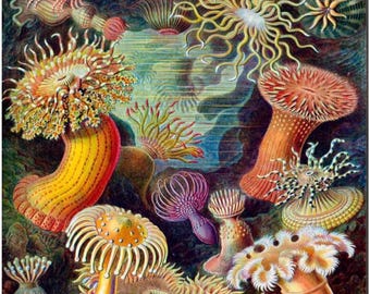 Haeckel Sea Creatures Oak Wood Jigsaw Puzzle: Vintage Art, Family Fun