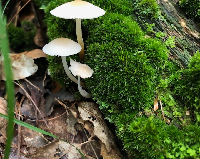 Woodland Mushroom Photo Puzzle: Nature Jigsaw, Oak Wood (500 or 1000 Pieces)