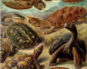 Turtle Diamond Painting Kit, Vintage Haeckel Art, DIY Home Decor