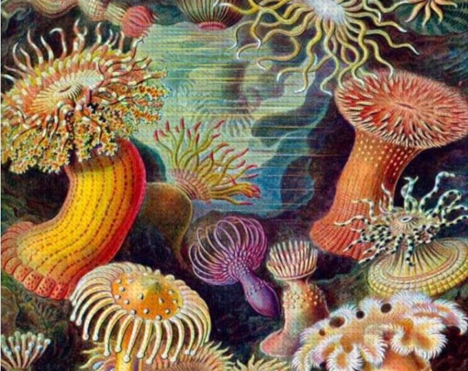 Vintage Sea Creatures Diamond Painting Kit, DIY Art by Ernest Haeckel Design - Vibrant 16”x20” - Full Kit Included