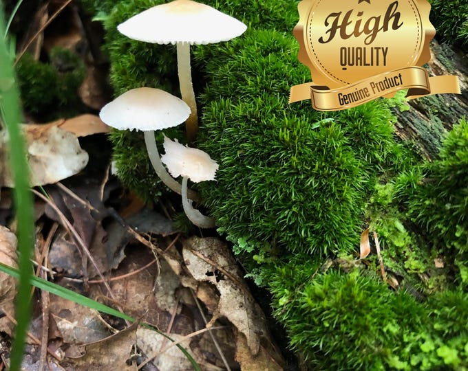Woodland Mushroom Puzzle for Family Fun and Relaxation - Unique Nature Jigsaw, Original Photo, 500 or 1000 Pieces, Nature Lovers