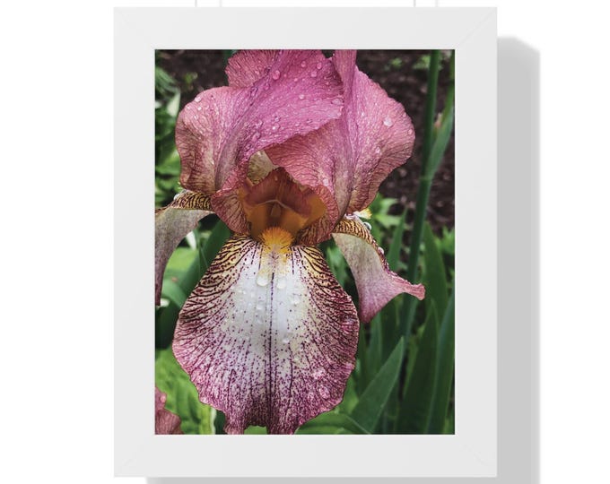 Exquisite Pink Iris Floral Wall Art with Museum Quality Print, Nature Photography, Botanical Home Decor, Ready to Hang, Gardener Gift