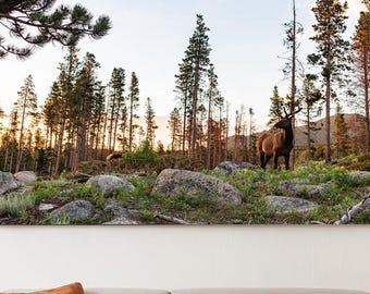 Elk in Forest Print, Rocky Mountain National Park Wildlife Art Nature Photography