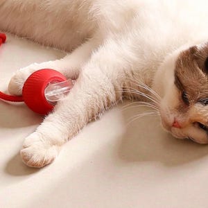 May include: A sleeping cat with white and brown fur is resting next to a red cat toy. The toy is a red ball with a clear plastic insert and a red cord attached. The cat's paw is resting on the toy.