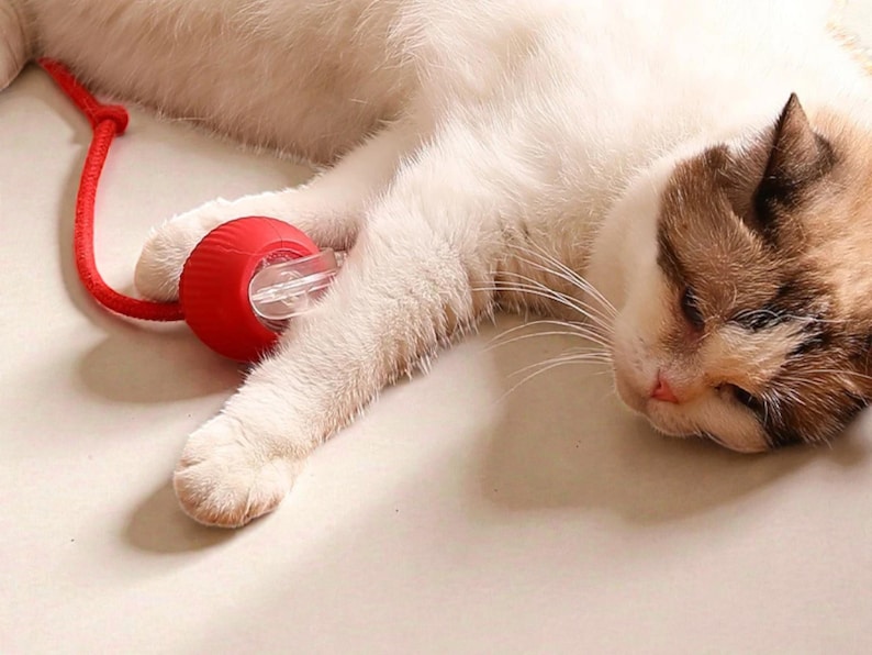May include: A sleeping cat with white and brown fur is resting next to a red cat toy. The toy is a red ball with a clear plastic insert and a red cord attached. The cat's paw is resting on the toy.