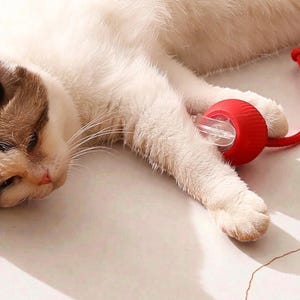 May include: A relaxed cat with white and brown fur is seen with a red cat toy. The toy has a clear plastic tube and a red ball. The cat is lying down on a light-colored surface.
