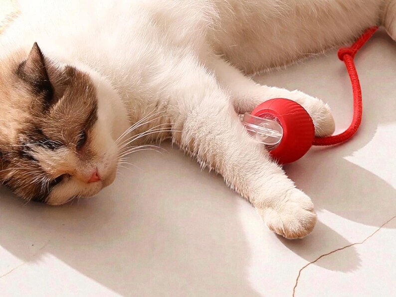 May include: A relaxed cat with white and brown fur is seen with a red cat toy. The toy has a clear plastic tube and a red ball. The cat is lying down on a light-colored surface.
