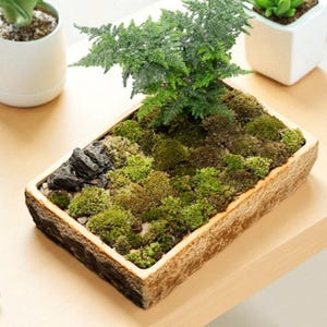Op de afbeelding: Een rechthoekige plantenbak met een getextureerde, steenachtige uitstraling, gevuld met verschillende tinten groen mos en een kleine varen. Een cluster van donkergrijze rotsen voegt een natuurlijk element toe aan de miniatuurtuin. De plantenbak staat op een licht houten oppervlak.