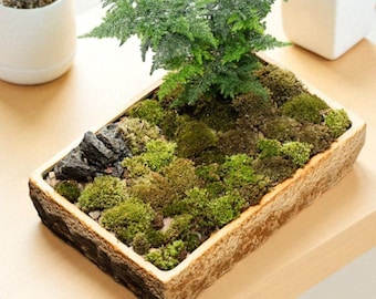 Handmade Driftwood Succulent Planter – Coastal Table Centerpiece