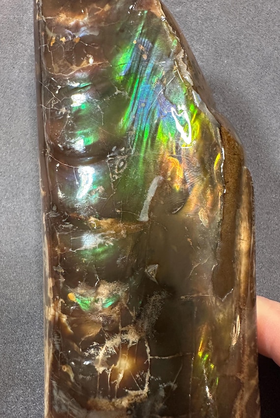 虹色バキュライト化石カナダ産アンモナイト宝石ホームデコレーション