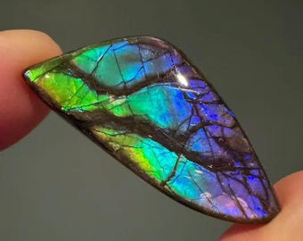 Ammolite canadienne naturelle 16 carats, pierre précieuse de forme libre bleue/violette/verte pour la création de bijoux