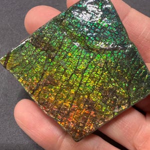 カナダ アンモライト 宝石標本 天然カナダ産アンモライト標本 希少な有機宝石化石 - Etsy 日本
