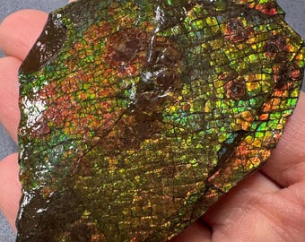 Natural Canadian Ammolite Gemstone Ammonite Fossil Hand Specimen | Home Decor Display Stone  236#
