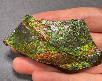 May include: A vibrant, iridescent gemstone fragment with a mosaic-like pattern. The stone displays a spectrum of colors, including green, gold, orange, and brown, with a textured surface. The gemstone is held in a hand.