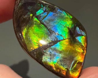 Ammolite canadienne naturelle de forme libre, 34,5 carats, aux couleurs de l'arc-en-ciel, pierre précieuse en vrac pour la création de pendentifs