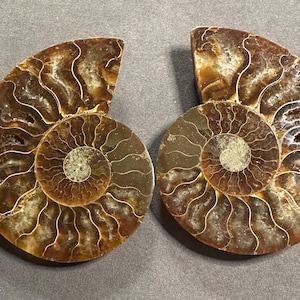 マダガスカル産アンモナイト化石ペア｜研磨されたジュラ紀標本 - Etsy 日本