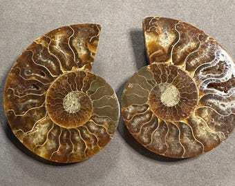 化石アンモナイト 化石ペア 研磨済み 100% 本物標本 マダガスカル 白