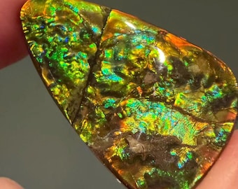 Canadian Ammolite Gemstone Freeform Suture Line Pattern Iridescent Colors For Jewelry Making