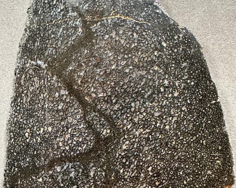 May include: A close-up of a dark gray fossilized piece of petrified wood with a unique pattern of small, white dots and a darker gray vein running through it.