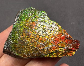 カナダ産アンモライト標本：ペンダント用天然化石宝石 - Etsy 日本