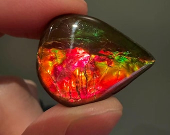 Canadian Ammolite Gemstone: 20CT Red Floral Agatized Shell Inclusion