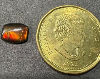 Natural Ammolite Gemstone Freeform Shape (10x8mm)  For Jewelry Making