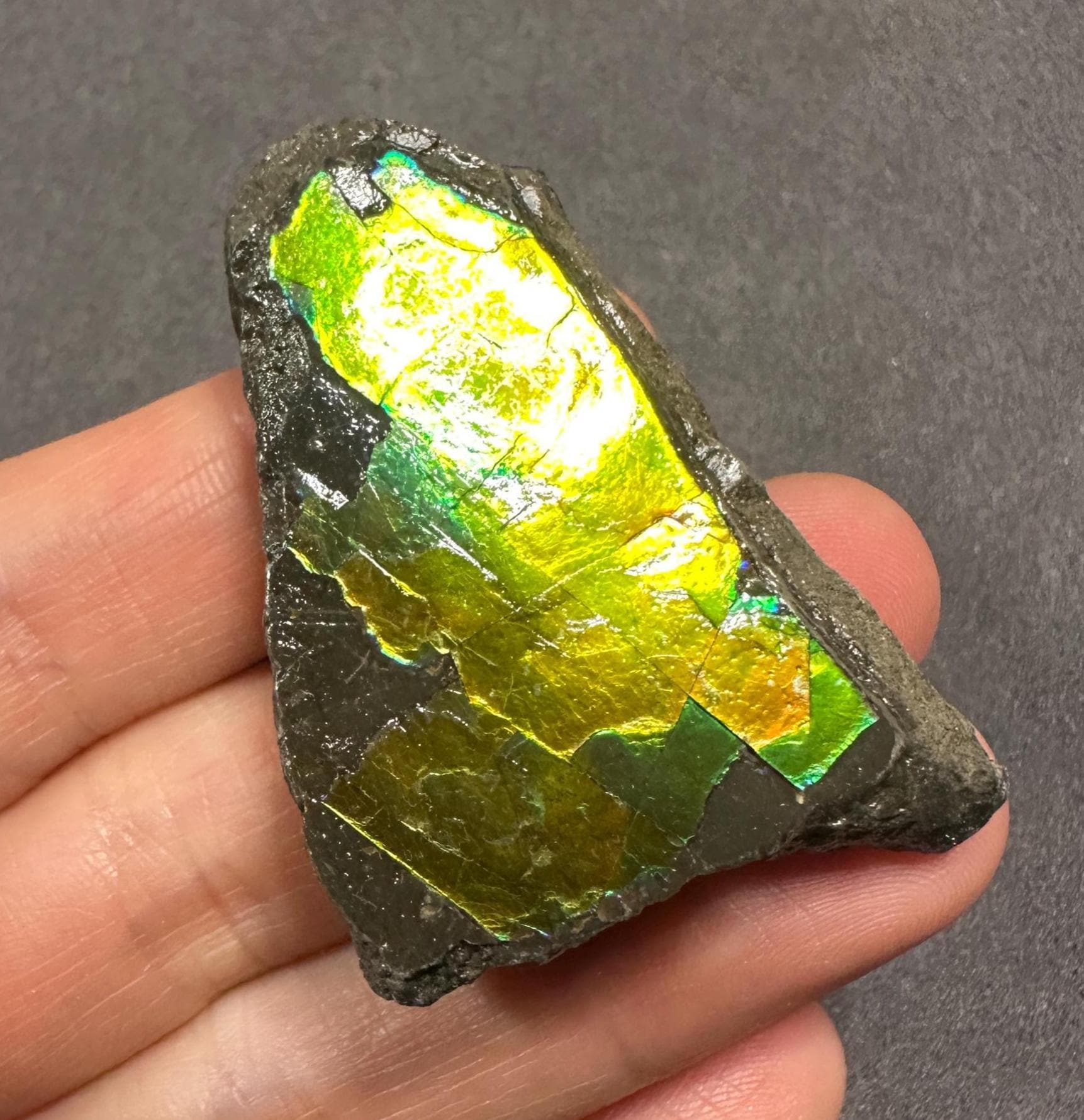 カナダ産アンモライト宝石標本：希少な虹色の化石、カナダ・アルバータ