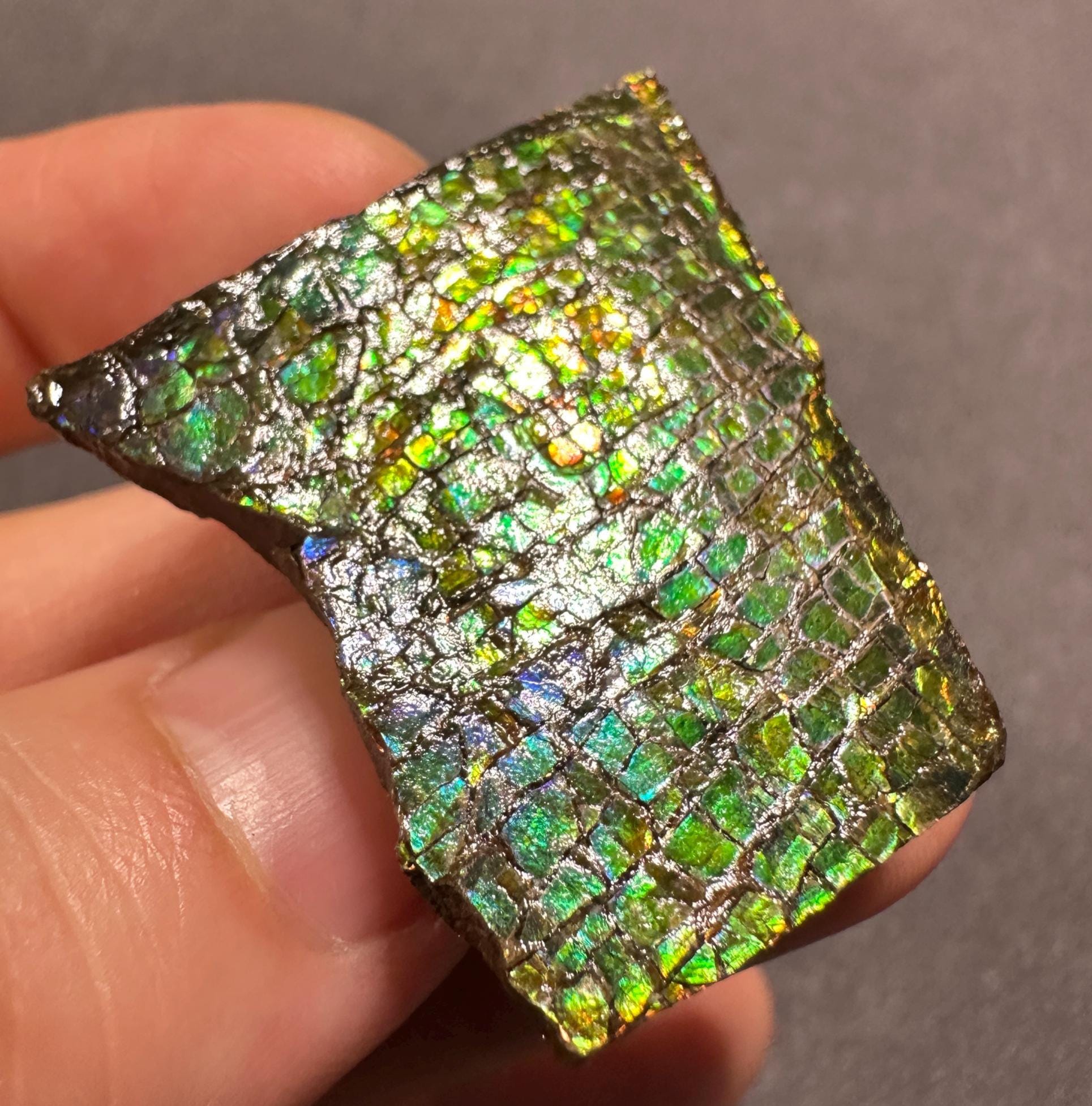 巨大！希少！カナダ産 アンモライト 樹脂スタビライズ加工 天然